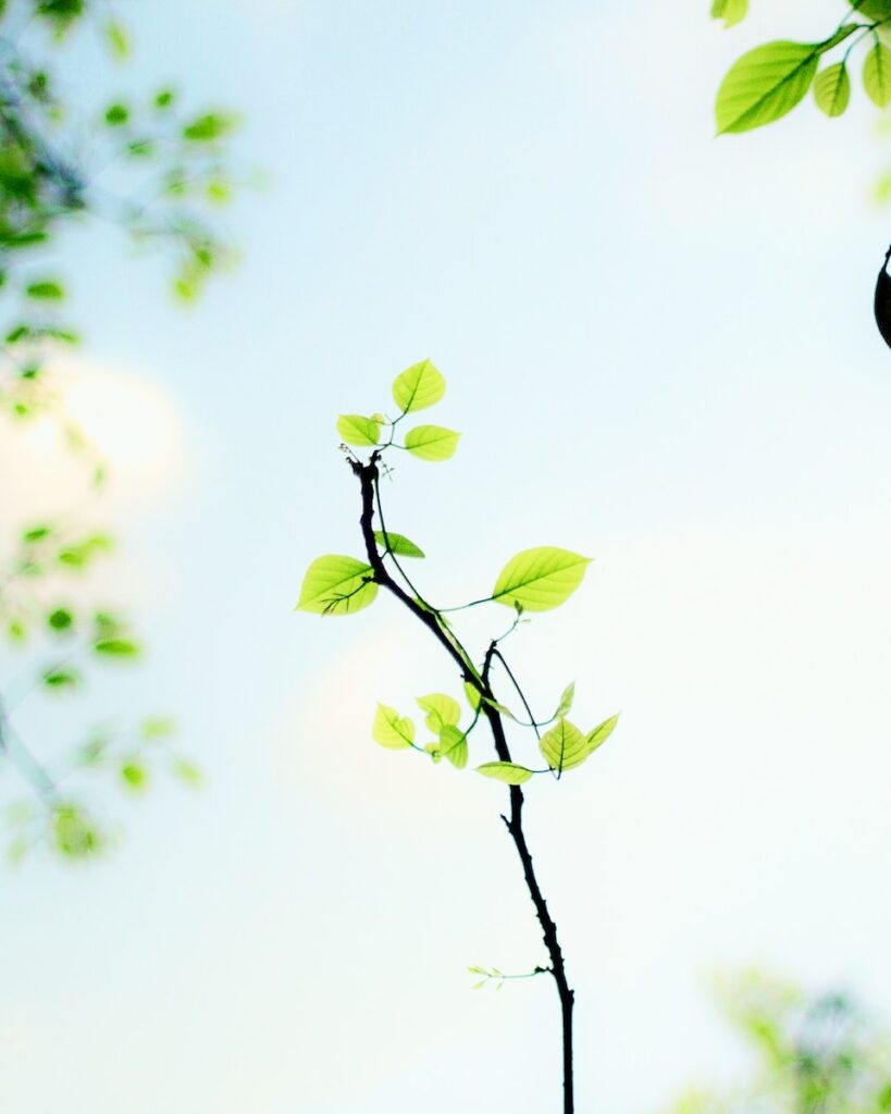 selective focus photography of vine plant